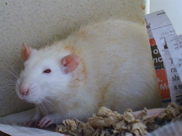 Jackie - Female - Rat