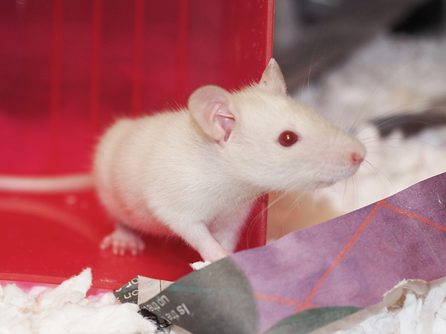 Jimin - Male - Rat