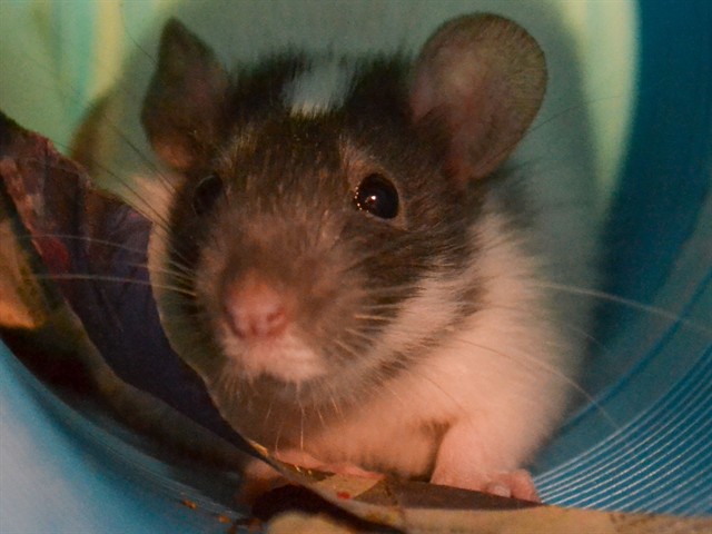 Suga - Male - Rat