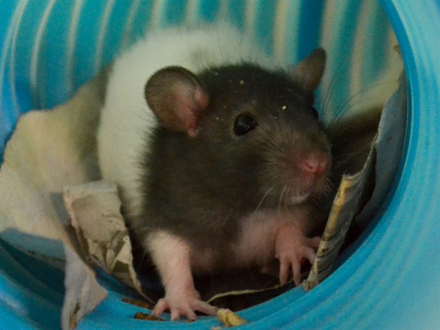 J-Hope - Male - Rat