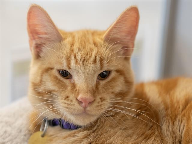 Mango - Male - Domestic SH