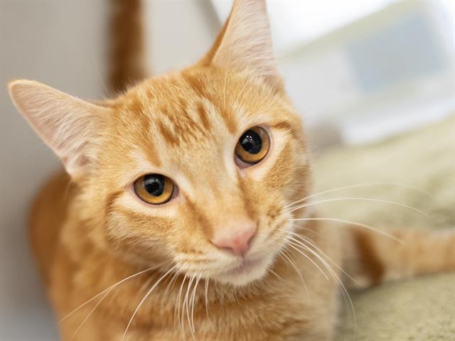 Simba - Male - Domestic SH