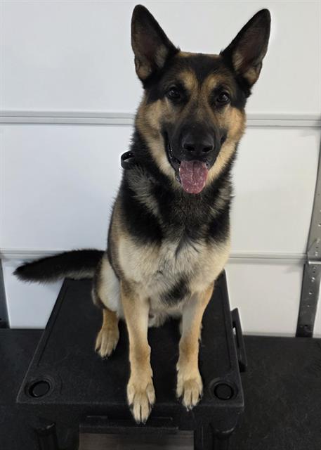 Storm - Male - German Shepherd
