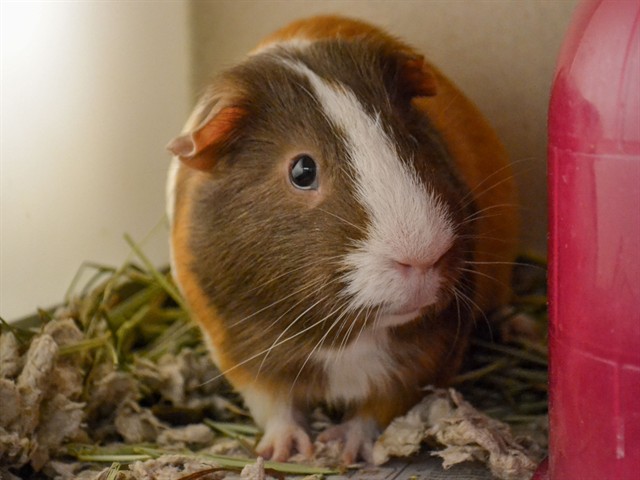 Peanut - Male - Guinea Pig
