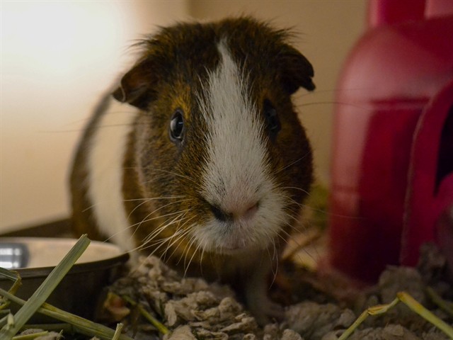 Brownie - Male - Guinea Pig