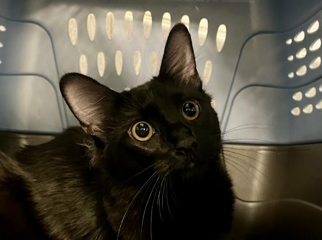 - Female - Domestic LH