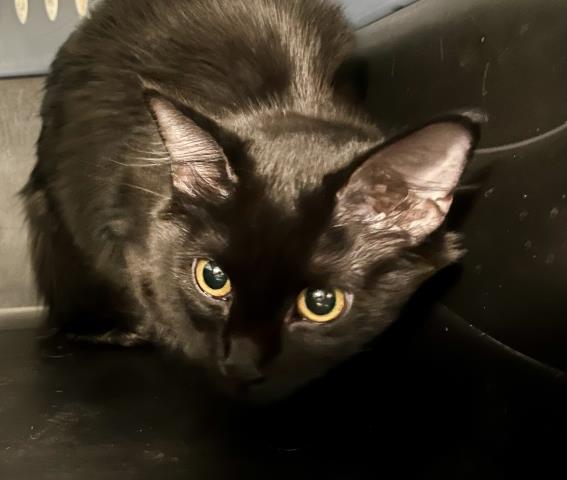  - Female - Domestic LH
