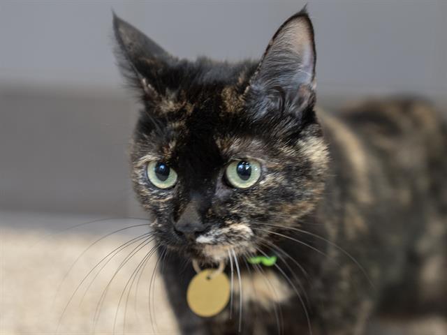Kiara - Female - Domestic SH