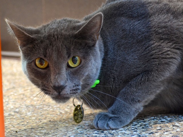 Nala - Female - Domestic SH