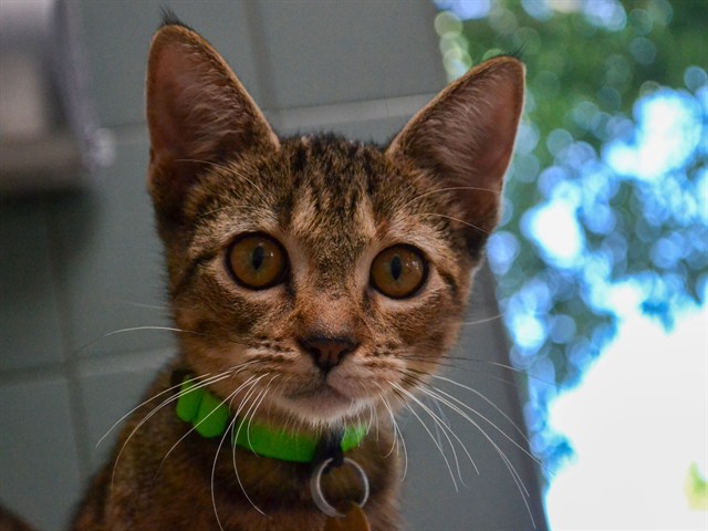 Paige - Female - Domestic SH
