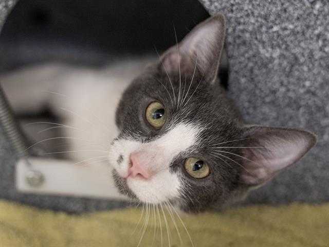 Pipsqueak - Male - Domestic SH