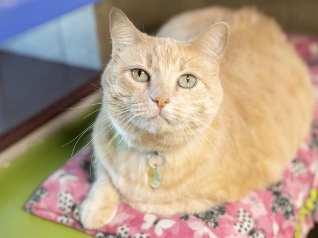 Nessa - Female - Domestic SH