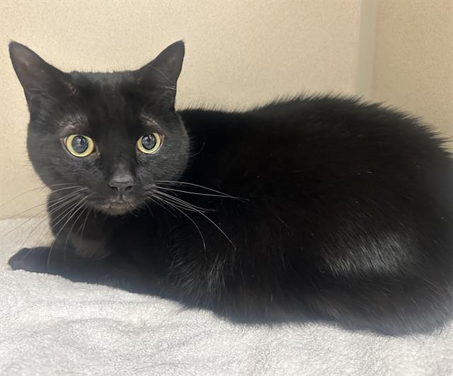 Yzma - Female - Domestic SH