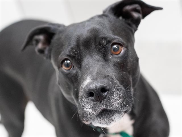 Zuzu - Female - Nonspecific