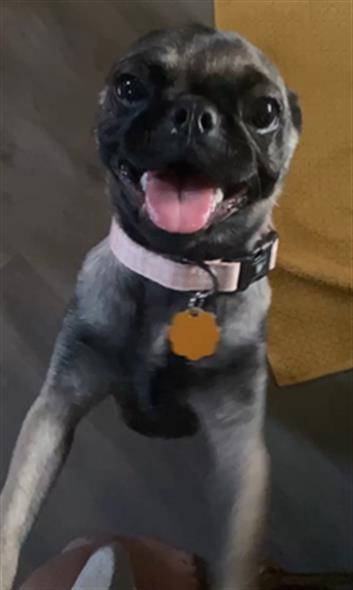Chispa - Female - Pug