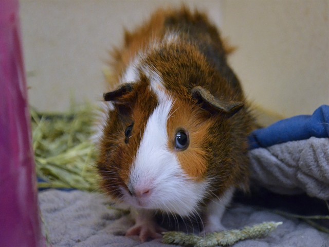 Judy - Female - Guinea Pig