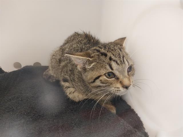 Scarlet - Female - Domestic SH