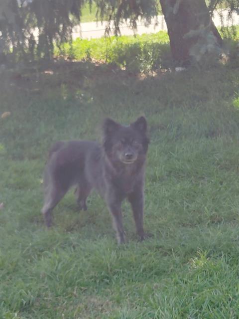 Koal - Female - Schipperke