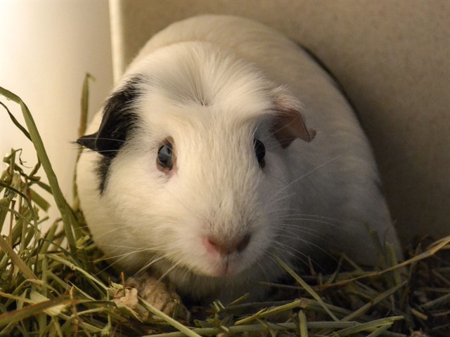 Pumpkin - Male - Guinea Pig