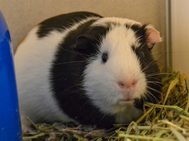 Spice - Male - Guinea Pig