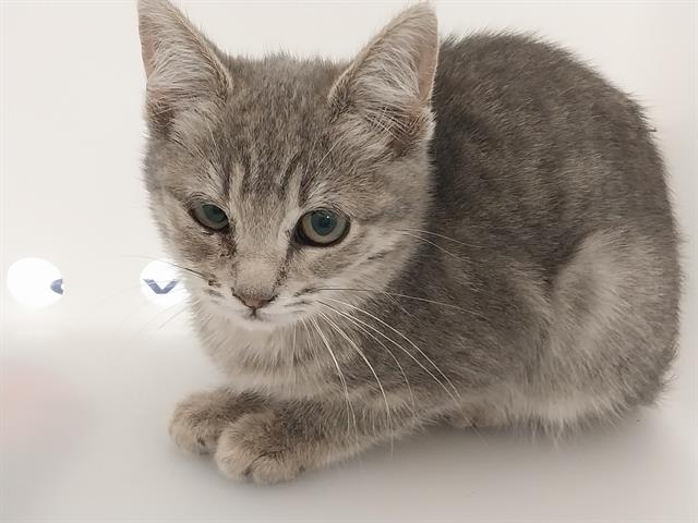 Zoey - Female - Domestic SH