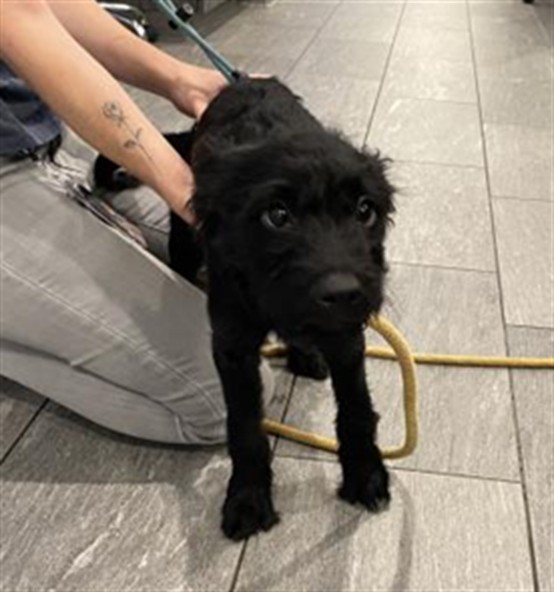 Doc - Male - Terrier-Mix