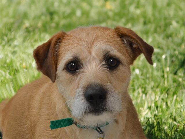 Big Momma - Female - Terrier-Mix