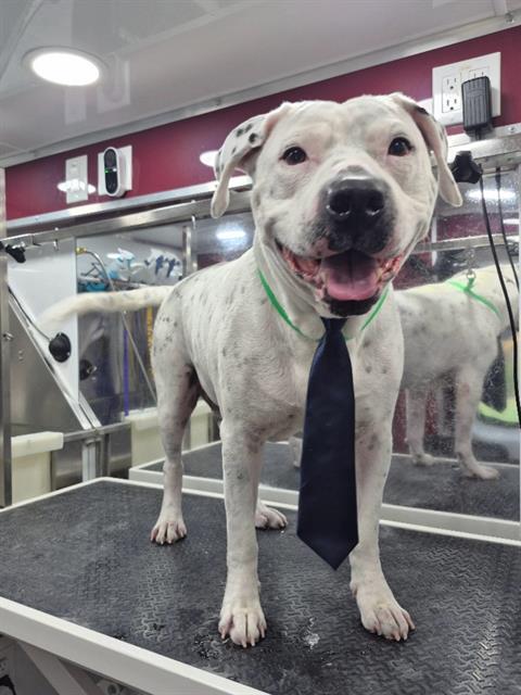 Krueger - Male - Pit Bull