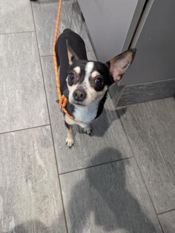 Browser - Male - Chihuahua-Mix