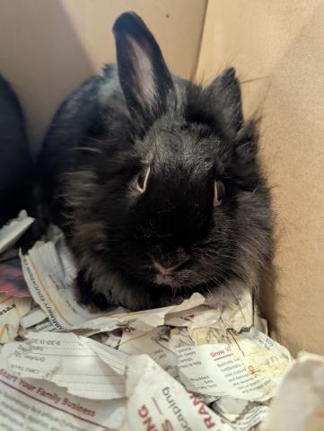  - Female - Lionhead