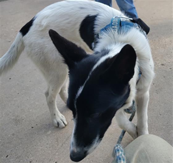 Echo - Female - Border Collie-Mix