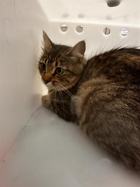  - Female - Domestic MH