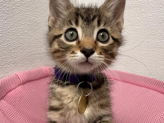 Mandras - Male - Domestic MH