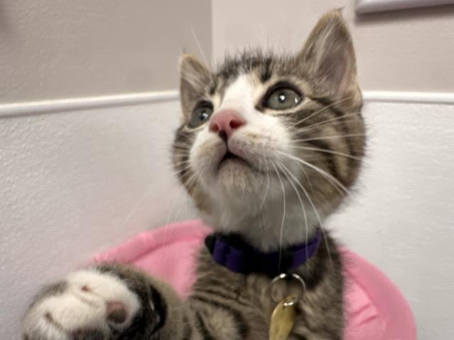 Yanas - Male - Domestic MH