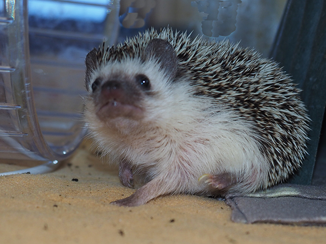 Pinecone - Female - Hedgehog