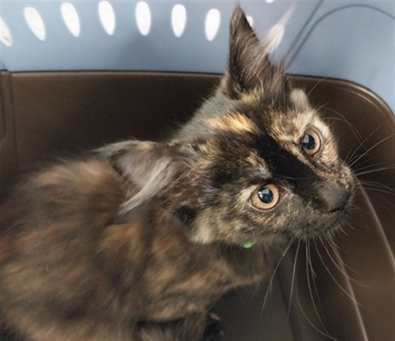 Sanibel - Female - Domestic MH