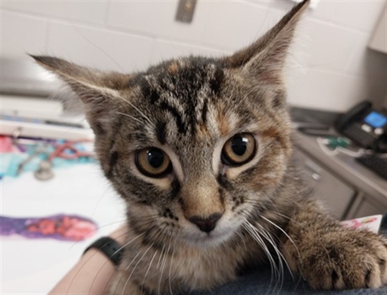 Dot - Female - Domestic SH