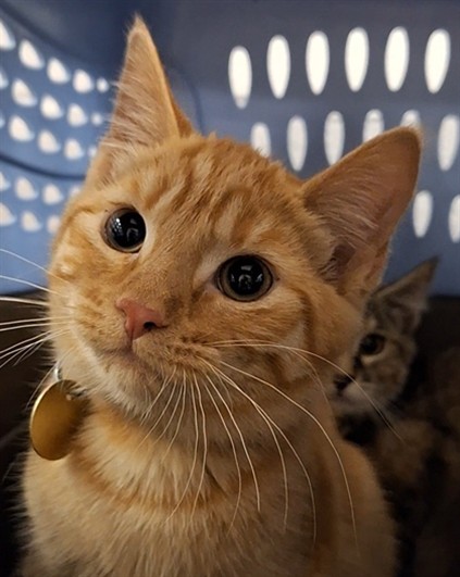 Periwinkle - Female - Domestic SH