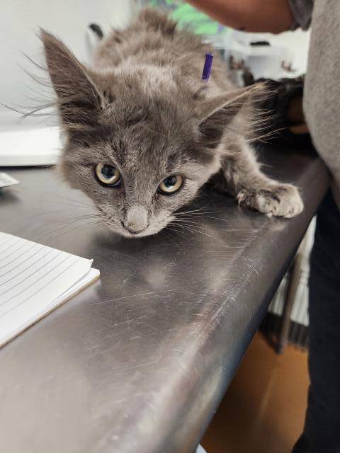  - Male - Domestic MH