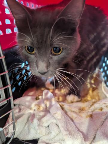  - Female - Domestic SH