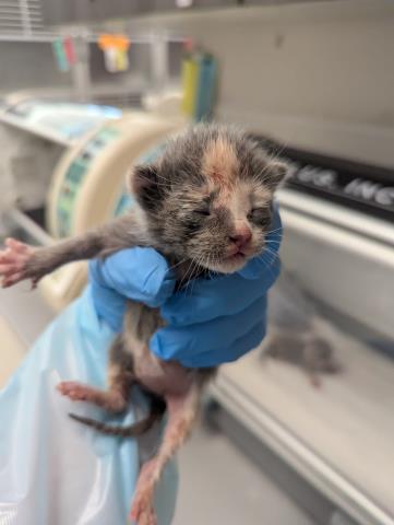 Hange - Female - Domestic SH