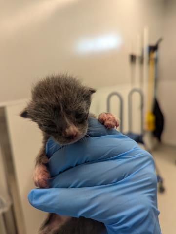 Mister Giyu - Male - Domestic SH