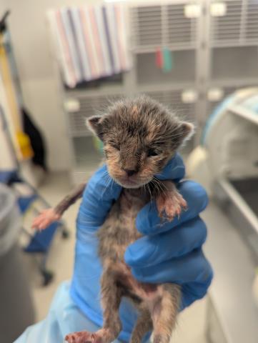 Pochita - Female - Domestic SH