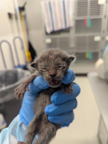 Sea Lion - Male - Domestic SH