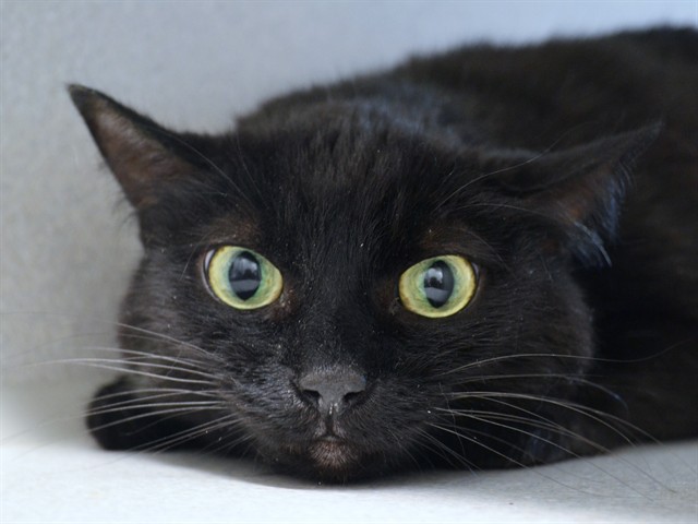 Tamara - Female - Domestic LH