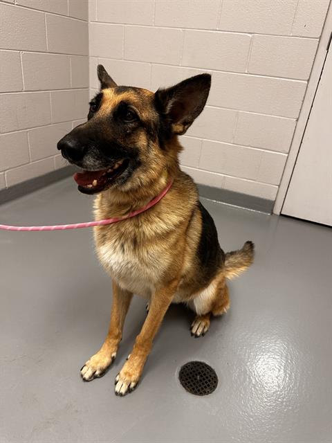 Kora - Female - German Shepherd