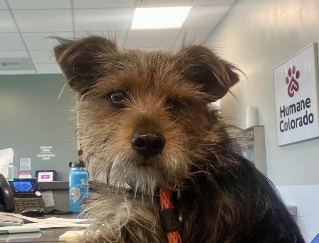  - Male - Terrier