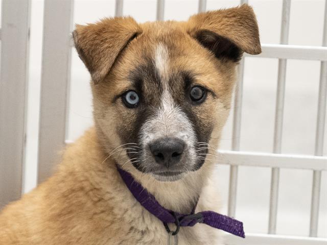 Mr Pajamas - Male - German Shepherd-Siberian Husky