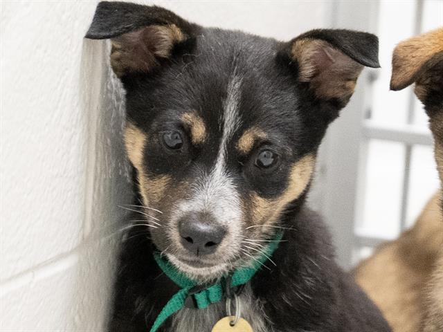 Pom Pom - Female - German Shepherd-Siberian Husky