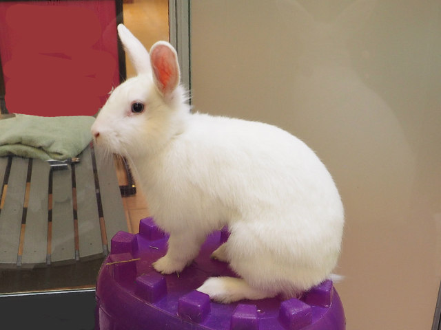Willow - Female - Rhinelander-Mix